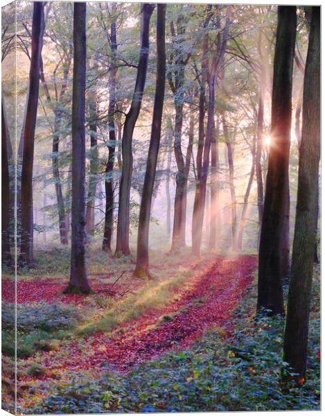 Sunlight in the Woods Canvas Print by Ceri Jones
