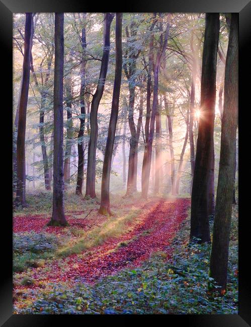 Sunlight in the Woods Framed Print by Ceri Jones