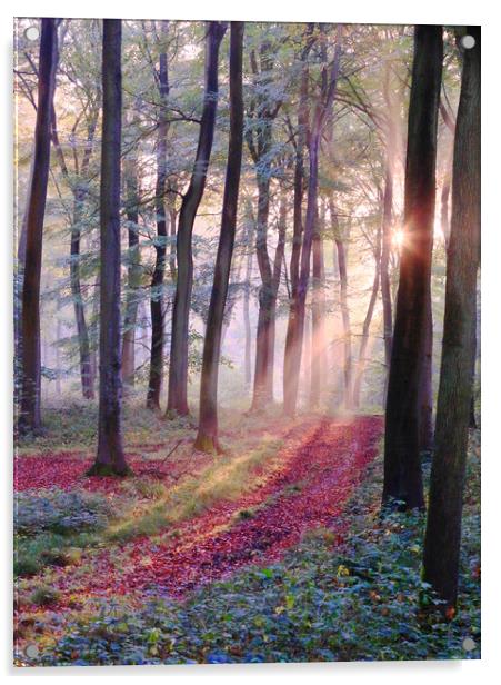 Sunlight in the Woods Acrylic by Ceri Jones