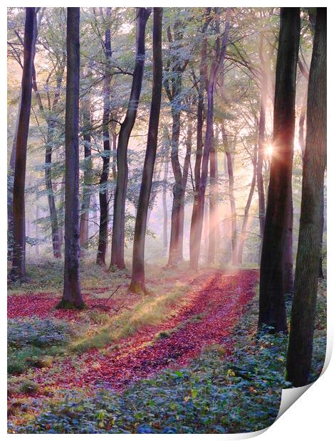 Sunlight in the Woods Print by Ceri Jones