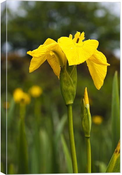 Plant, Wild flower, Yellow Flag , Iris pseudacorus Canvas Print by Hugh McKean