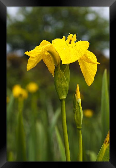 Plant, Wild flower, Yellow Flag , Iris pseudacorus Framed Print by Hugh McKean