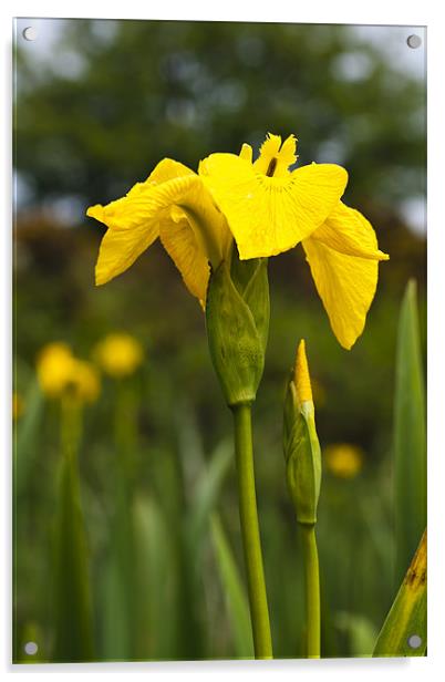 Plant, Wild flower, Yellow Flag , Iris pseudacorus Acrylic by Hugh McKean