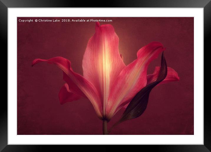 Lily With Mulled Wine Tones 2 Framed Mounted Print by Christine Lake