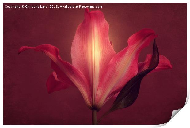 Lily With Mulled Wine Tones 2 Print by Christine Lake