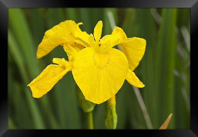 Plant, Wild flower, Yellow Flag , Iris pseudacorus Framed Print by Hugh McKean
