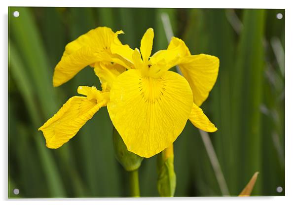 Plant, Wild flower, Yellow Flag , Iris pseudacorus Acrylic by Hugh McKean