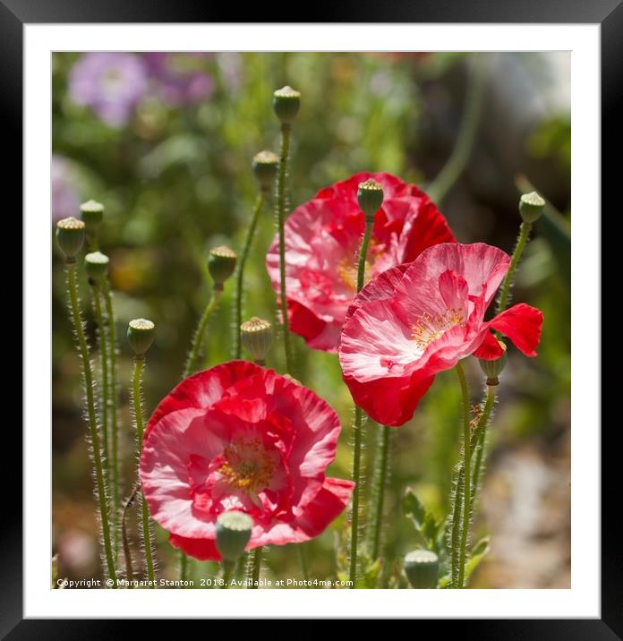 Red poppies  Framed Mounted Print by Margaret Stanton