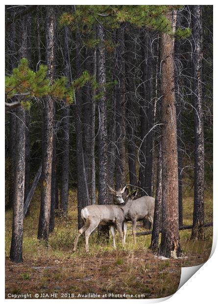 wild deer in the Banff National Park Print by JIA HE
