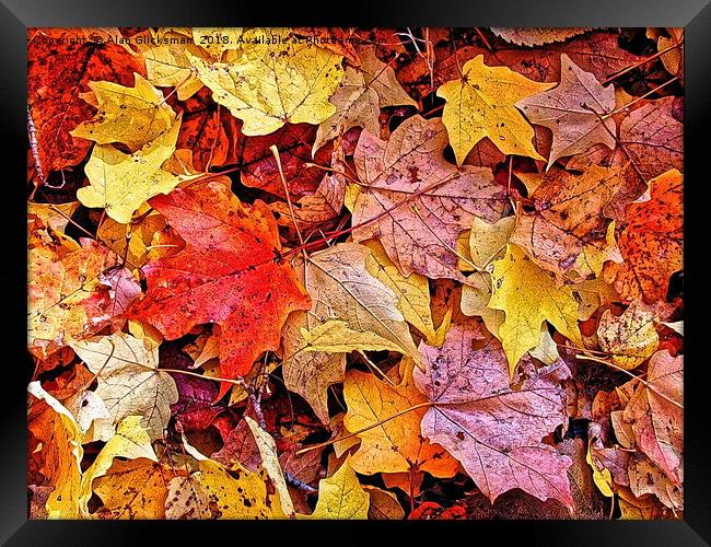 Autumn leaf color Framed Print by Alan Glicksman