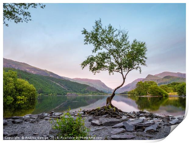 The Lone Tree of Llanberis Print by Andrew George