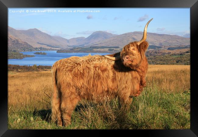 Majestic Highland Cow Gracing Loch Awe Framed Print by Jane Braat