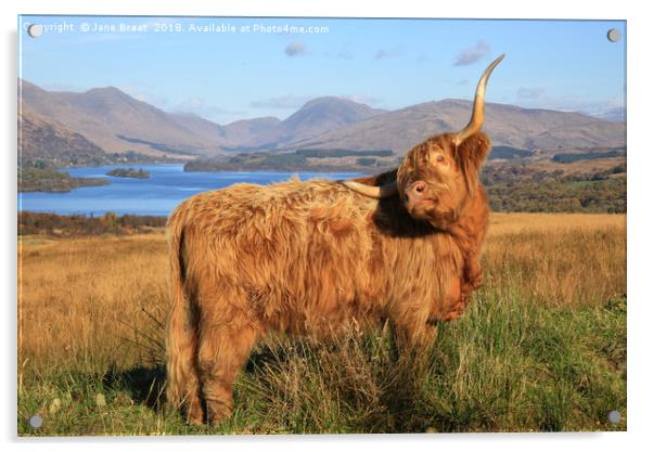 Majestic Highland Cow Gracing Loch Awe Acrylic by Jane Braat