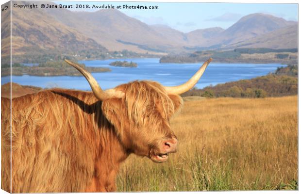 Highland Coo at Loch Awe Canvas Print by Jane Braat