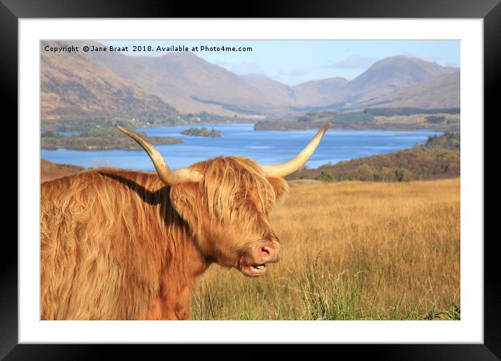Highland Coo at Loch Awe Framed Mounted Print by Jane Braat