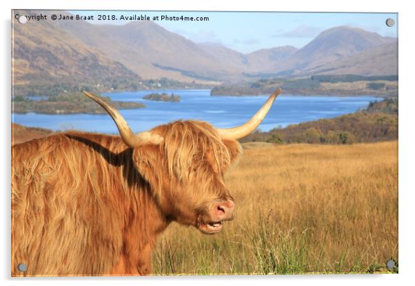 Highland Coo at Loch Awe Acrylic by Jane Braat