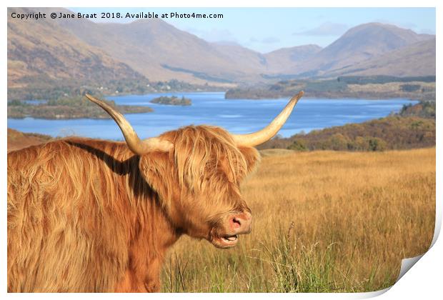 Highland Coo at Loch Awe Print by Jane Braat