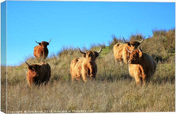 Majestic Highland Cows of Cladich Canvas Print by Jane Braat