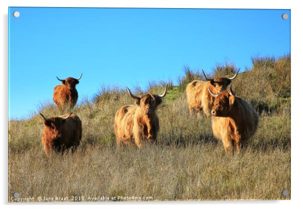 Majestic Highland Cows of Cladich Acrylic by Jane Braat