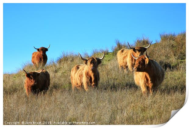 Majestic Highland Cows of Cladich Print by Jane Braat