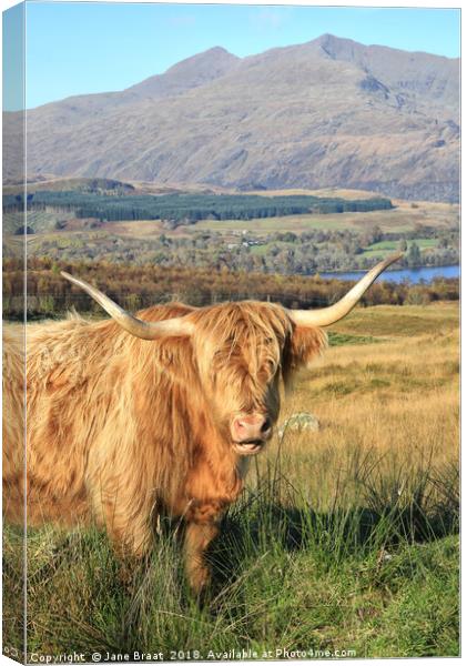 Serene Highland Cow Grazing by Loch Awe Canvas Print by Jane Braat