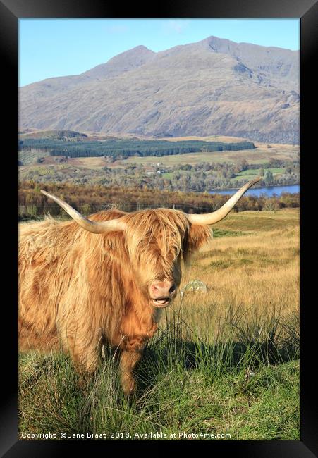 Serene Highland Cow Grazing by Loch Awe Framed Print by Jane Braat