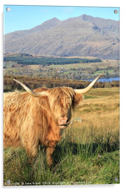 Serene Highland Cow Grazing by Loch Awe Acrylic by Jane Braat