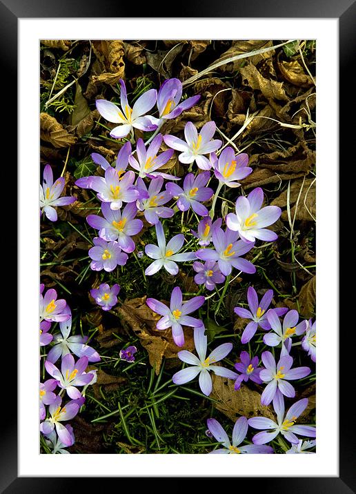Spring crocus Framed Mounted Print by Tony Bates
