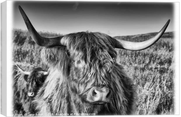 Highland Cow in the Field Canvas Print by Jane Braat