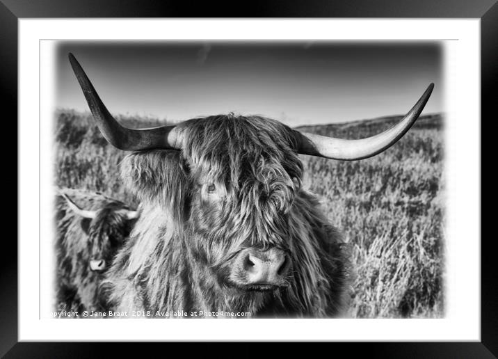 Highland Cow in the Field Framed Mounted Print by Jane Braat