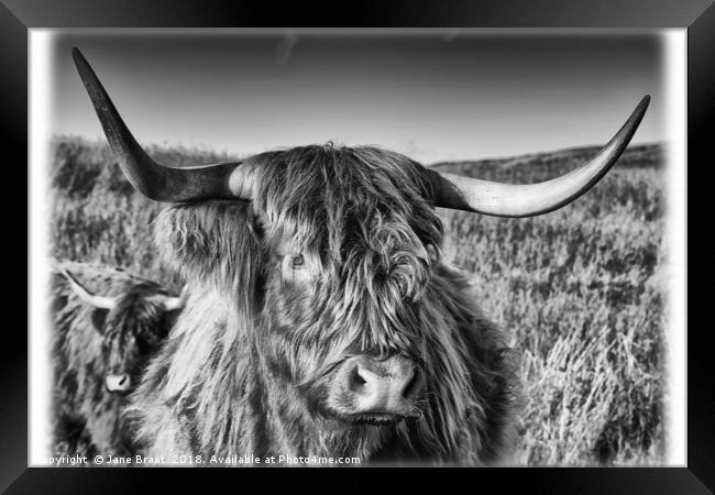 Highland Cow in the Field Framed Print by Jane Braat