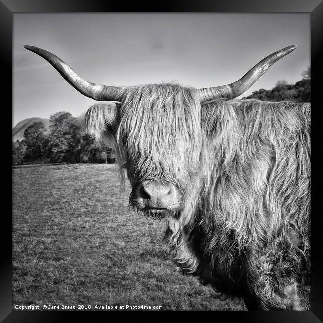 Highland Cow in Monochrome Framed Print by Jane Braat