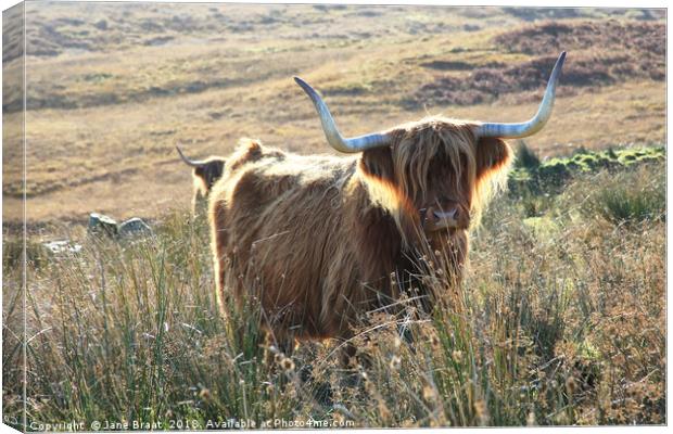 Highland Cow Basking in the Sunshine Canvas Print by Jane Braat