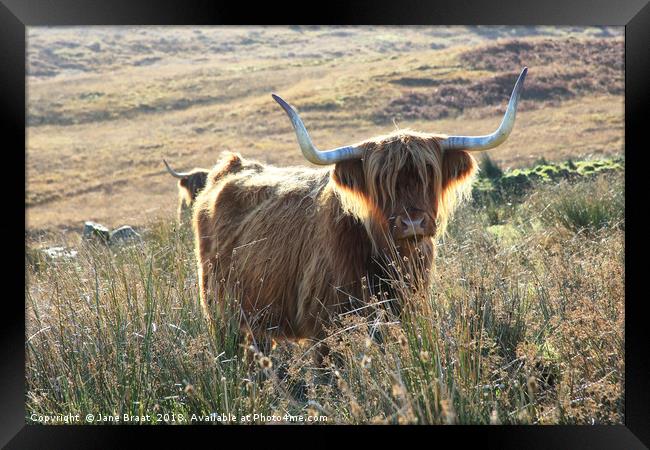 Highland Cow Basking in the Sunshine Framed Print by Jane Braat