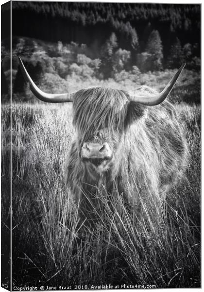 Majestic Highland Cow in Scotland Canvas Print by Jane Braat