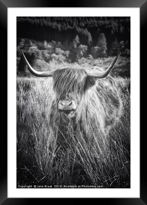 Majestic Highland Cow in Scotland Framed Mounted Print by Jane Braat