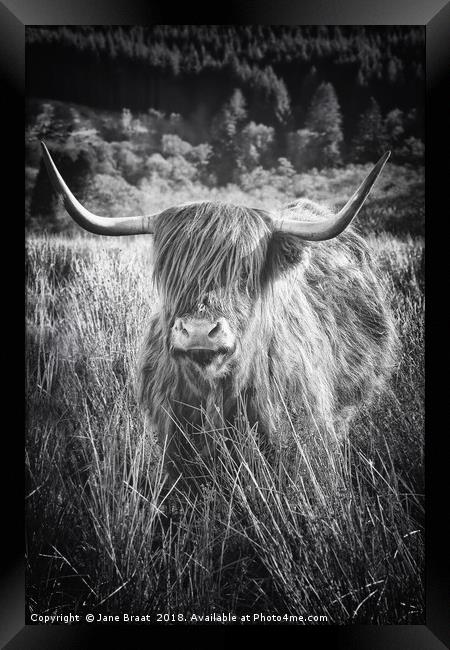 Majestic Highland Cow in Scotland Framed Print by Jane Braat