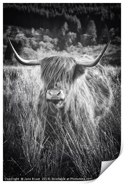 Majestic Highland Cow in Scotland Print by Jane Braat