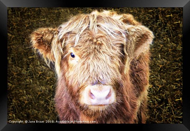 Little Highland Cow Framed Print by Jane Braat
