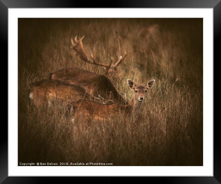 A little deer eye contact Framed Mounted Print by Ben Delves