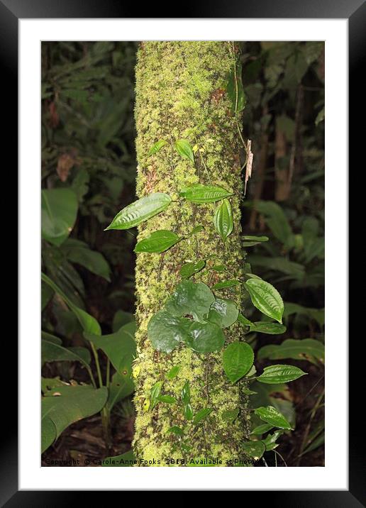 Rain Forest Creeper Framed Mounted Print by Carole-Anne Fooks