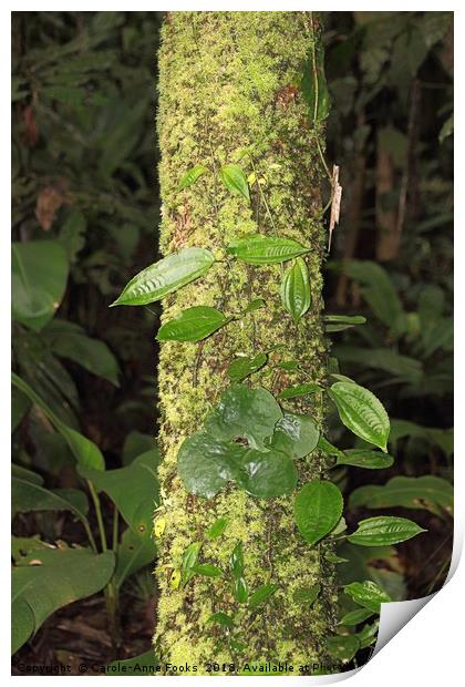 Rain Forest Creeper Print by Carole-Anne Fooks