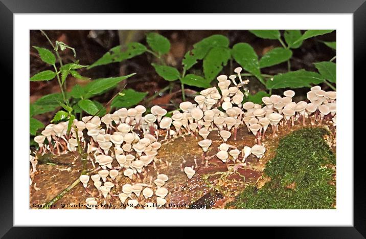 Tiny Fungi Framed Mounted Print by Carole-Anne Fooks