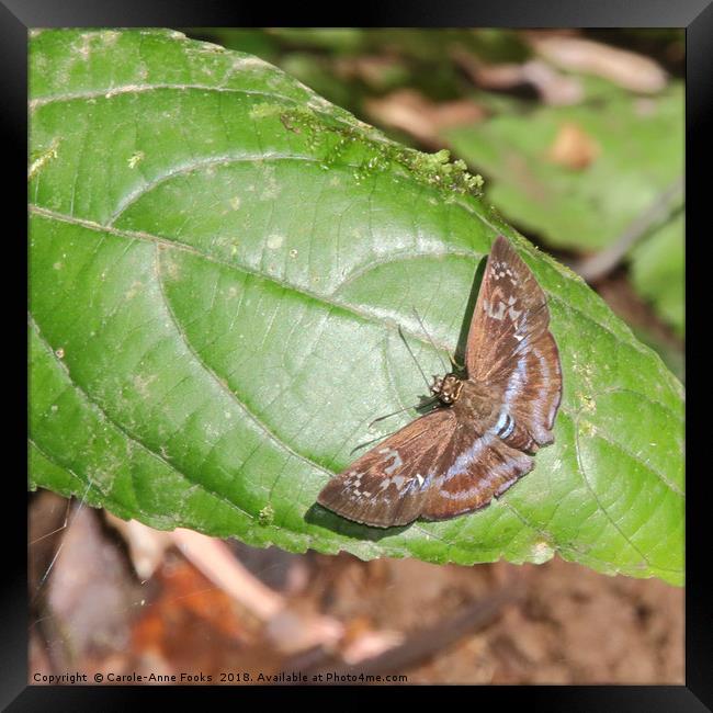 Day Moth in the Rain Forest Framed Print by Carole-Anne Fooks