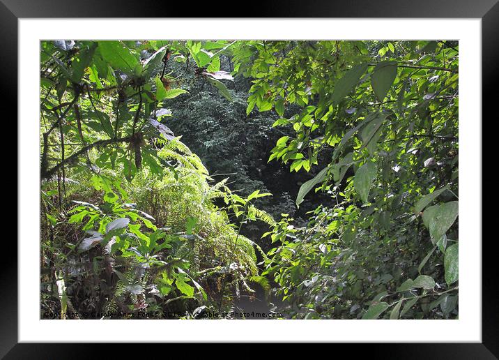 Rain Forest Costa Rica Framed Mounted Print by Carole-Anne Fooks