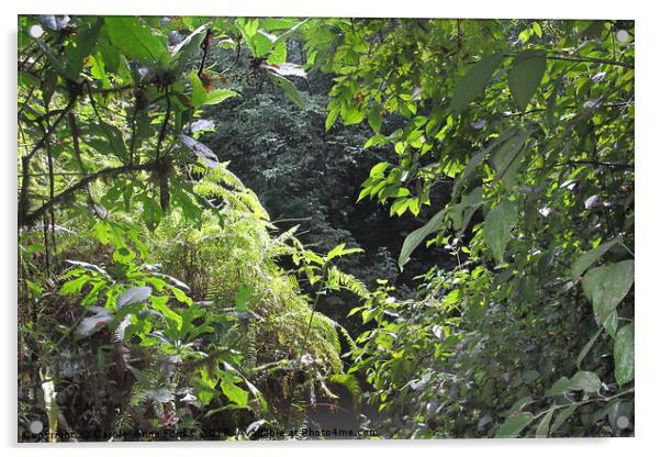 Rain Forest Costa Rica Acrylic by Carole-Anne Fooks