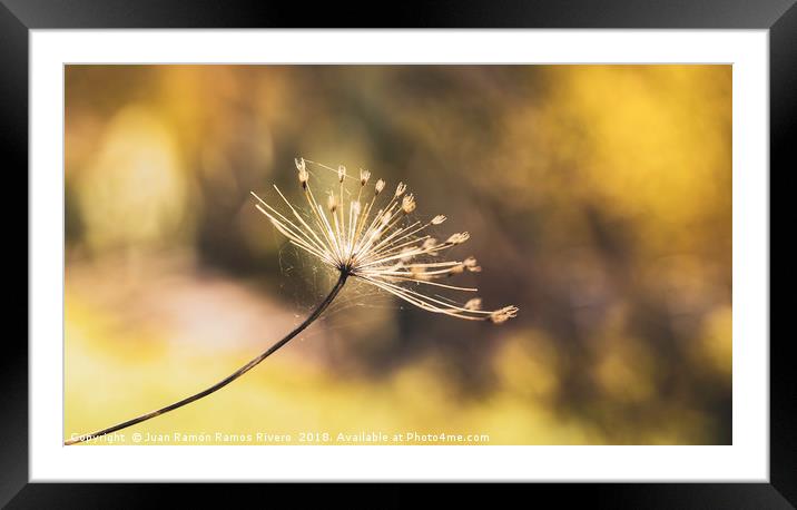 Heracleum mantegazzianum close up with spider web Framed Mounted Print by Juan Ramón Ramos Rivero