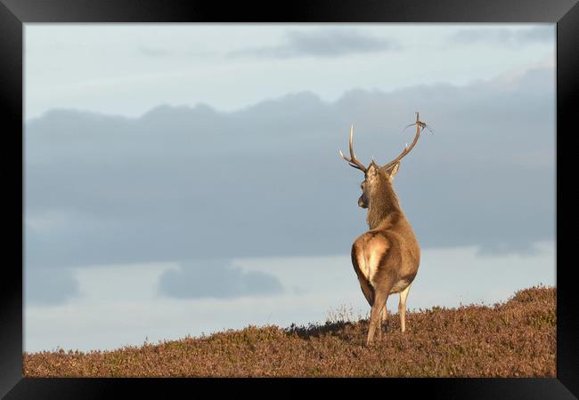 Red Deer Stag  Framed Print by Macrae Images