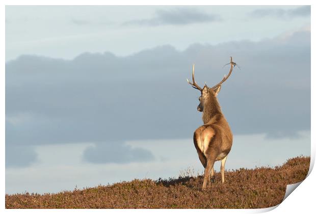 Red Deer Stag  Print by Macrae Images