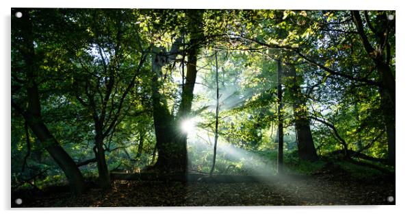 Woodland Morning Acrylic by Kia lydia